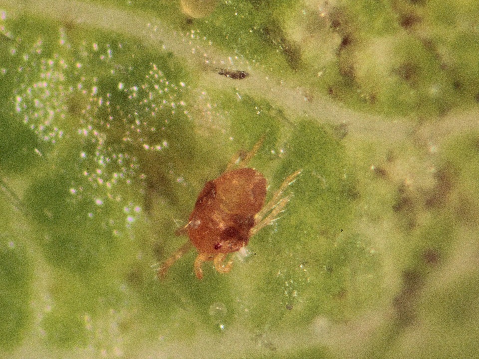 Brugner_Gemeine Spinnmilbe4zu3.JPG